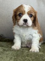 Tucker, a male Cavalier King Charles Spaniel for sale in Hardy, AR – Photo 4 of 6