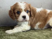 Tucker, a male Cavalier King Charles Spaniel for sale in Hardy, AR – Photo 6 of 6