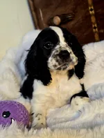 Pretty Boy, a male Cocker Spaniel for sale in Hardy, AR – 4 of 9