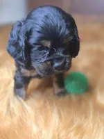 Midnight , a male Cocker Spaniel for sale in Hardy, AR – 5 of 10