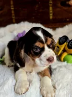 Rocket, a male Cocker Spaniel for sale in Hardy, AR – 4 of 9