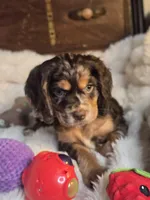 Pretty Boy, a male Cocker Spaniel for sale in Hardy, AR – 4 of 9