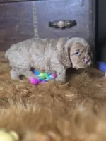 Buffy, a male Cocker Spaniel for sale in Hardy, AR – 5 of 10
