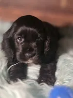 Snip, a female Cocker Spaniel for sale in Hardy, AR – 2 of 10