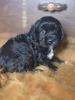 Ebony , a female Cocker Spaniel for sale in Hardy, AR – 3 of 10