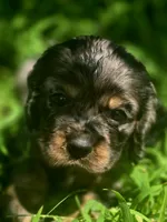 Sissy, a female Cocker Spaniel for sale in Hardy, AR – 4 of 10