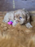 Buffy, a male Cocker Spaniel for sale in Hardy, AR – 8 of 10