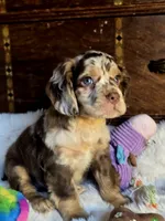 Major, a male Cocker Spaniel for sale in Hardy, AR – 3 of 9