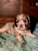 Aroura, a female Cocker Spaniel for sale in Hardy, AR – 10 of 10
