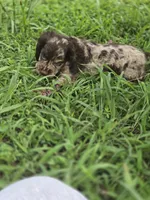 Mason, a male Cocker Spaniel for sale in Hardy, AR – 2 of 10
