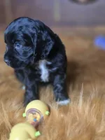 Ebony , a female Cocker Spaniel for sale in Hardy, AR – 2 of 10