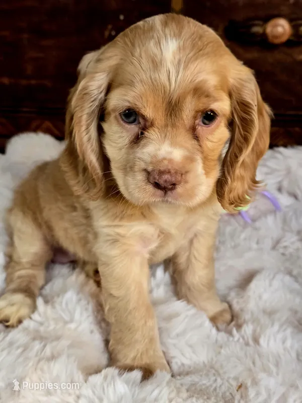 Buttercup  – Cocker Spaniel puppy for sale in Hardy, AR