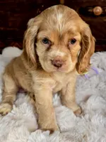 Buttercup , a female Cocker Spaniel for sale in Hardy, AR – 1 of 9