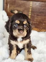 Cocoa, a female Cocker Spaniel for sale in Hardy, AR – 6 of 9