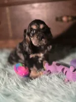 Marshall, a male Cocker Spaniel for sale in Hardy, AR – 5 of 10