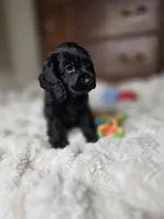 Cole, a male Cocker Spaniel for sale in Hardy, AR – 7 of 9