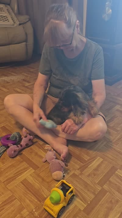 Sissy, a female Cocker Spaniel for sale in Hardy, AR – 5 of 10