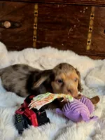Cindy, a female Cocker Spaniel for sale in Hardy, AR – 8 of 9