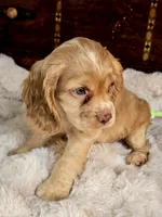 Buttercup , a female Cocker Spaniel for sale in Hardy, AR – 6 of 9