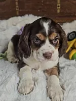 Rocket, a male Cocker Spaniel for sale in Hardy, AR – 5 of 9