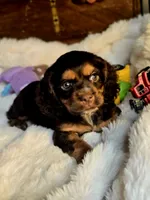 Sammy, a male Cocker Spaniel for sale in Hardy, AR – 5 of 10