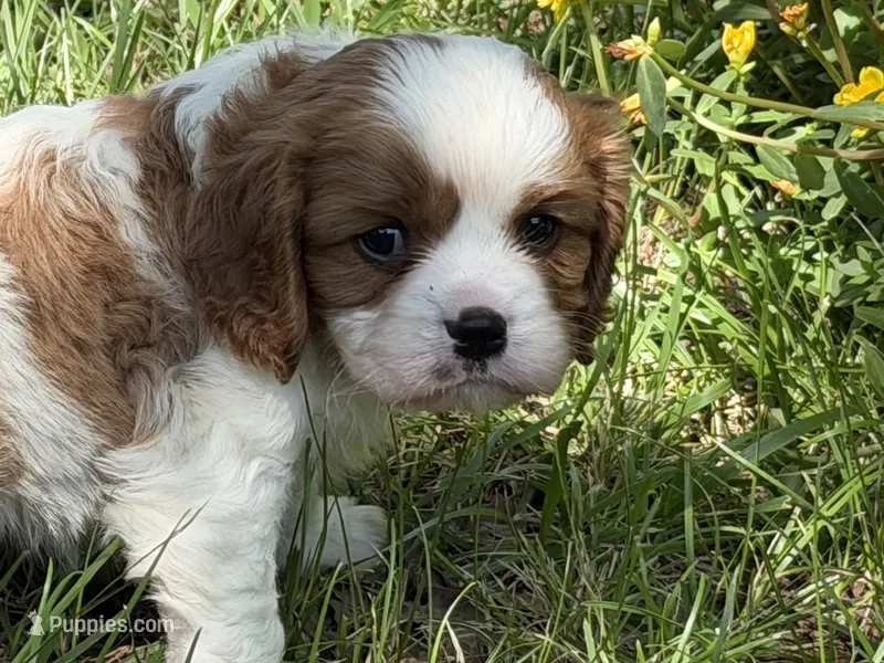 Will – Cavalier King Charles Spaniel puppy for sale in Hardy, AR