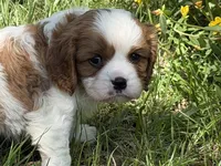 Will, a male Cavalier King Charles Spaniel for sale in Hardy, AR – 1 of 8