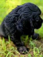 Laddy, a male Cocker Spaniel for sale in Hardy, AR – 7 of 9