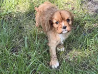 June, a female Cavalier King Charles Spaniel for sale in Hardy, AR – 4 of 6