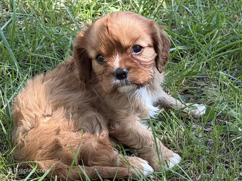 June – Cavalier King Charles Spaniel puppy for sale in Hardy, AR