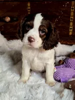 Moody, a male Cocker Spaniel for sale in Hardy, AR – 5 of 9
