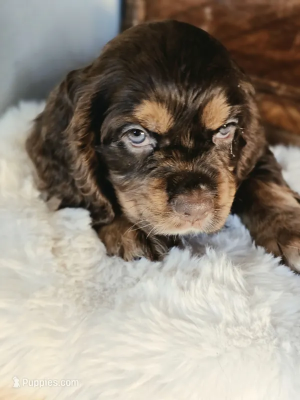 Holly – Cocker Spaniel puppy for sale in Hardy, AR