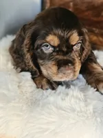 Holly, a female Cocker Spaniel for sale in Hardy, AR – 1 of 10
