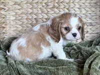 Parker, a male Cavalier King Charles Spaniel for sale in Hardy, AR – 5 of 5