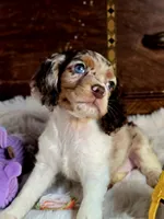 Sassy, a female Cocker Spaniel for sale in Hardy, AR – 1 of 9