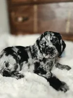 Laddy, a male Cocker Spaniel for sale in Hardy, AR – 2 of 9
