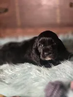 Snip, a female Cocker Spaniel for sale in Hardy, AR – 9 of 10