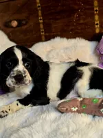 Pretty Boy, a male Cocker Spaniel for sale in Hardy, AR – 7 of 9