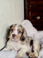 Care Bear, a male Cocker Spaniel for sale in Hardy, AR – 6 of 9