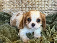 Maggie, a female Cavalier King Charles Spaniel for sale in Hardy, AR – 1 of 7
