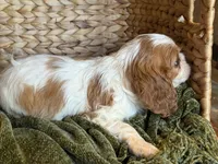 Maggie, a female Cavalier King Charles Spaniel for sale in Hardy, AR – 2 of 7