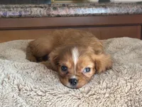 Lacey, a female Cavalier King Charles Spaniel for sale in Hardy, AR – 6 of 7