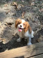 Will, a male Cavalier King Charles Spaniel for sale in Hardy, AR – 2 of 10