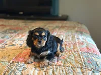 Sylvie, a female Cavalier King Charles Spaniel for sale in Hardy, AR – 3 of 5