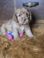 Buffy, a male Cocker Spaniel for sale in Hardy, AR – 3 of 10