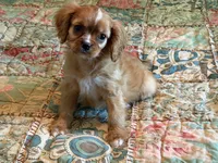 Paisley, a female Cavalier King Charles Spaniel for sale in Hardy, AR – 2 of 5