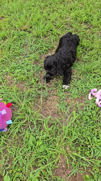 Ebony , a female Cocker Spaniel for sale in Hardy, AR – 4 of 10