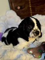 Pretty Boy, a male Cocker Spaniel for sale in Hardy, AR – 6 of 9