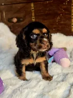 Sammy, a male Cocker Spaniel for sale in Hardy, AR – 10 of 10