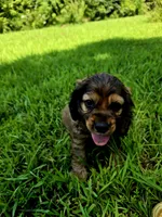 Alley, a female Cocker Spaniel for sale in Hardy, AR – 4 of 10